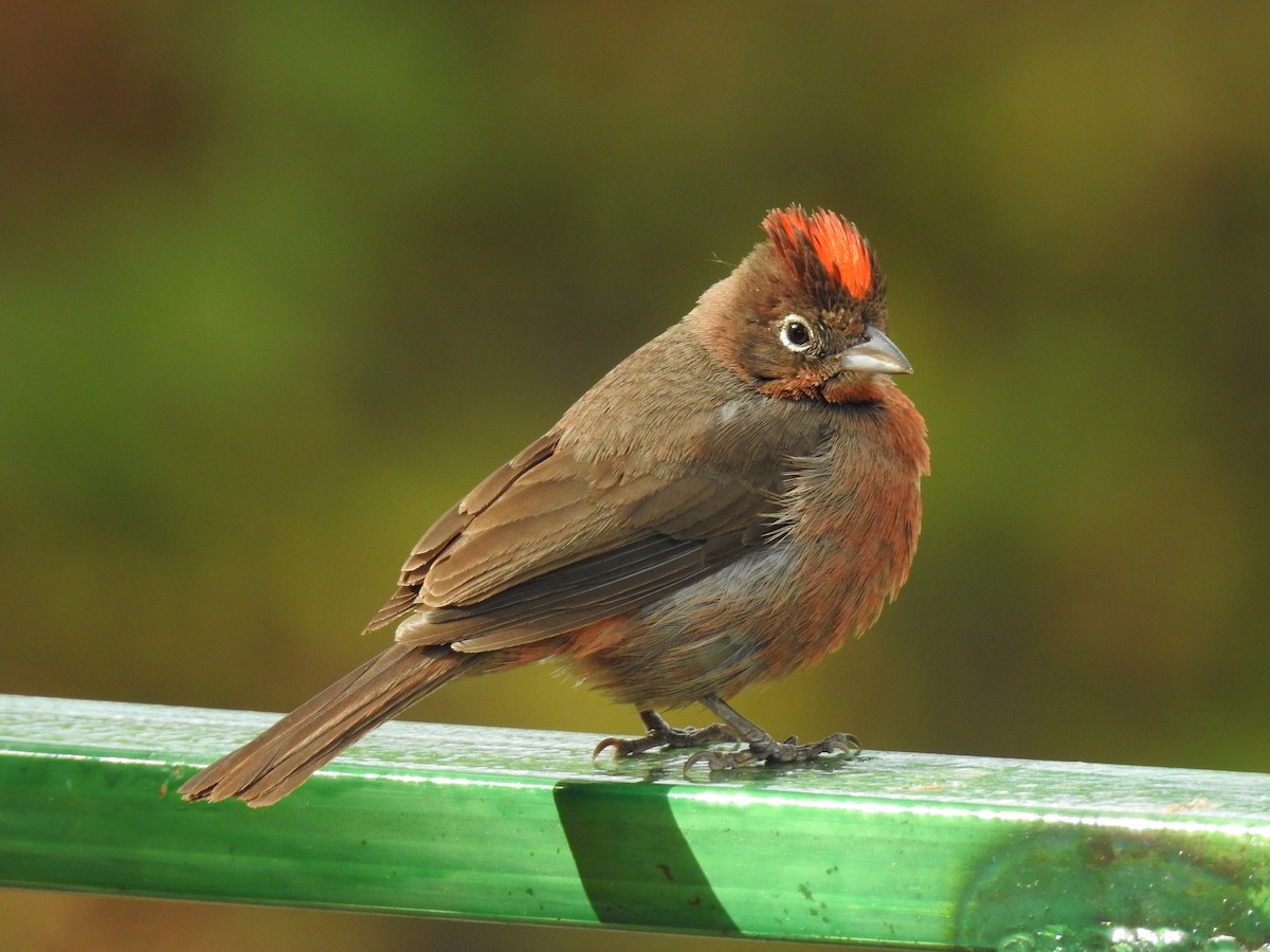 Red-crested Finch - ML645088066