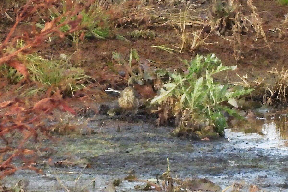 American Pipit - ML645088074