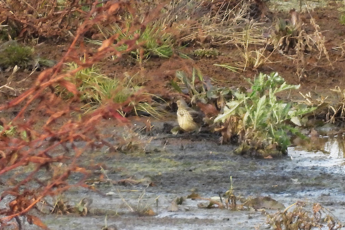 American Pipit - ML645088075