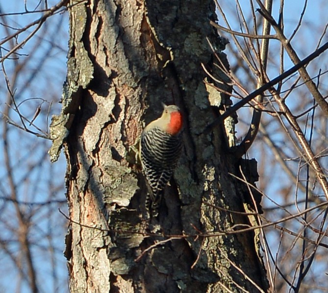 Red-bellied Woodpecker - ML645088076