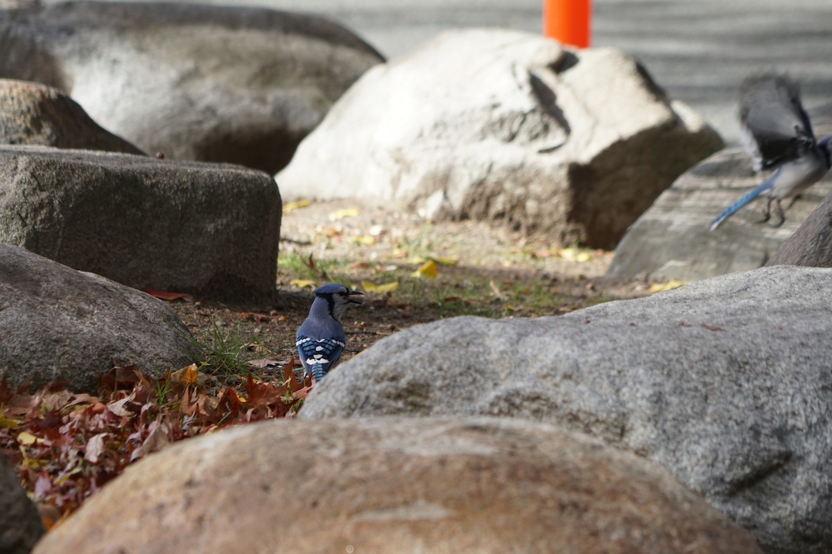 Blue Jay - ML645088077