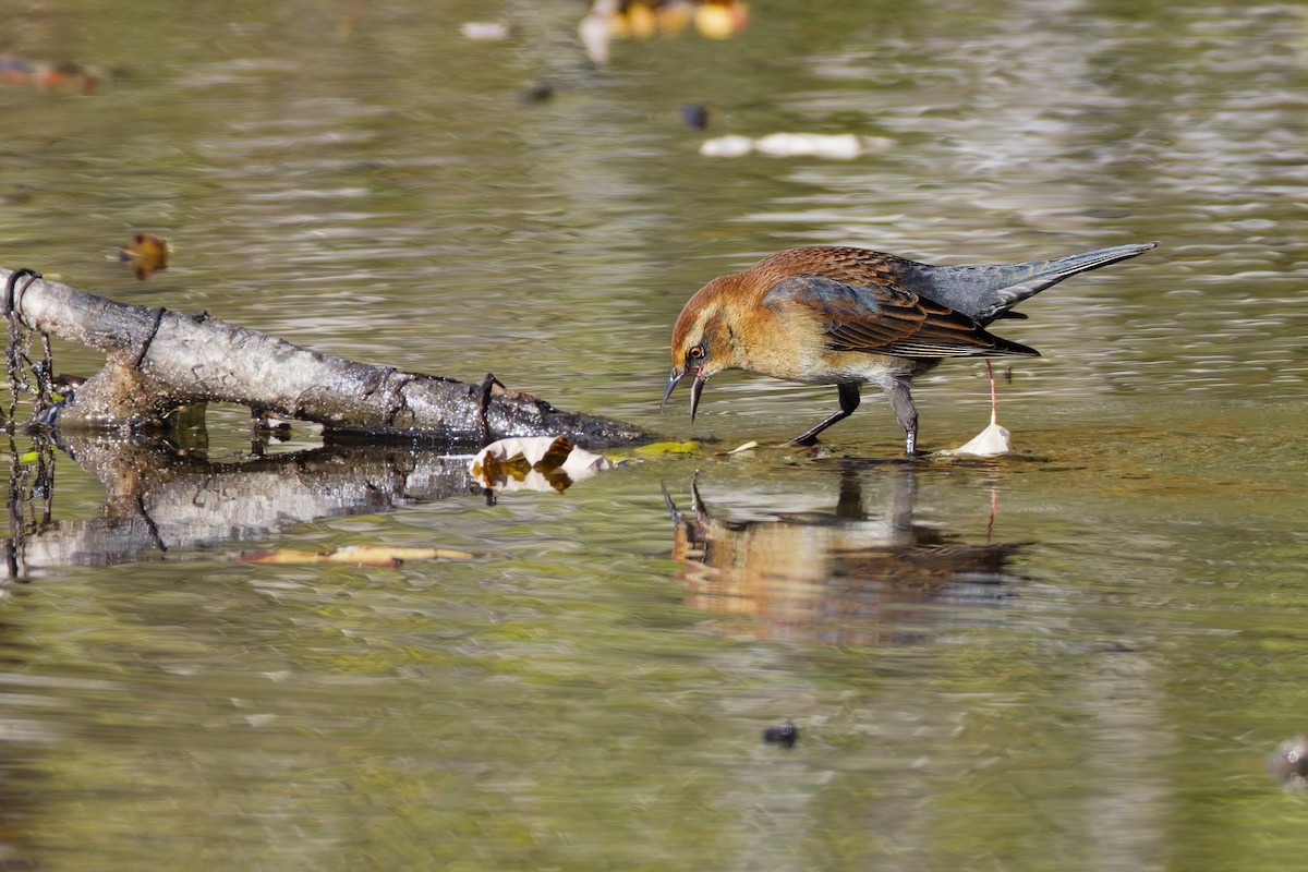 Rusty Blackbird - ML645088082