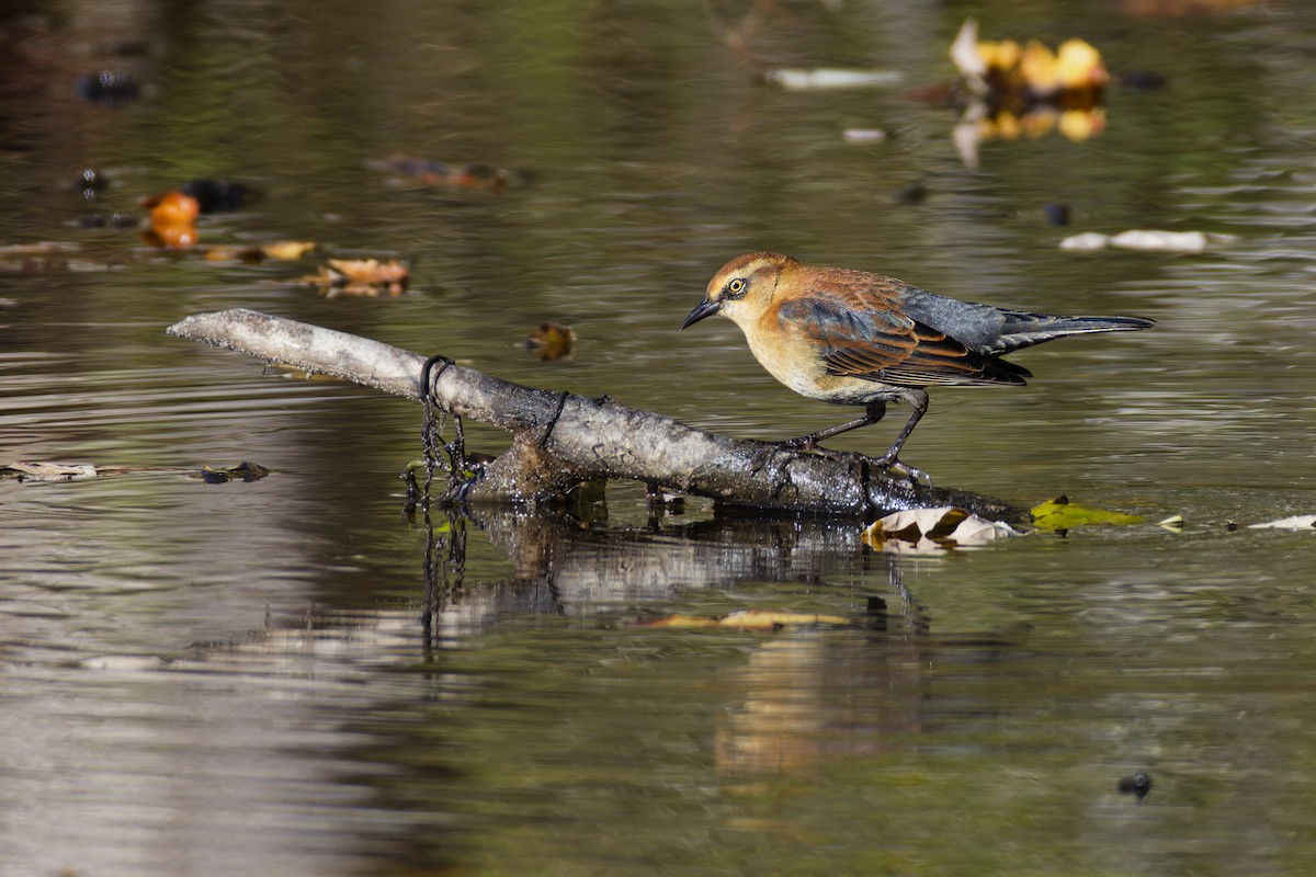 Rusty Blackbird - ML645088098