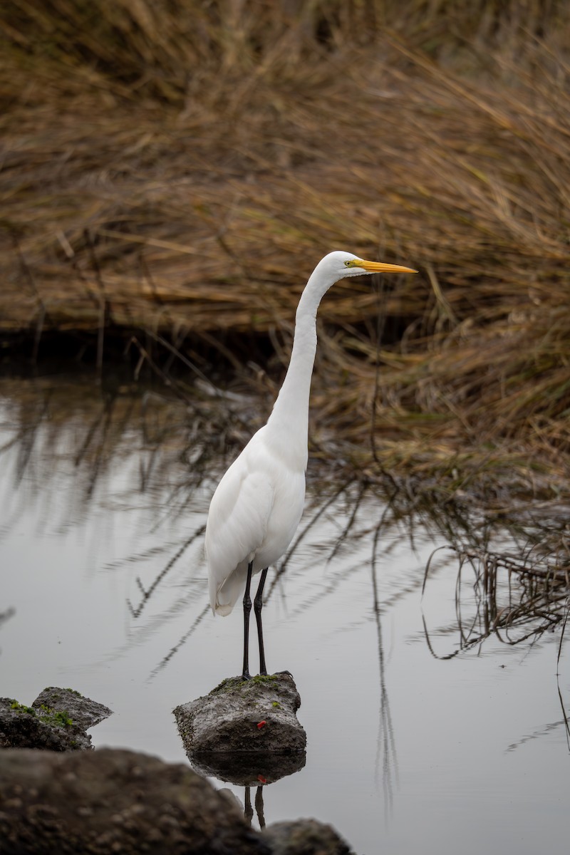 Koartza zuria - ML645088109