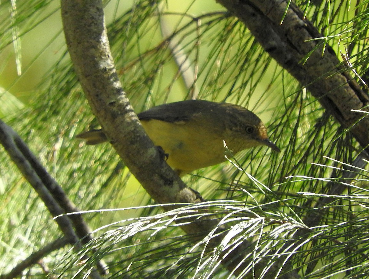 Buff-rumped Thornbill - ML64508811