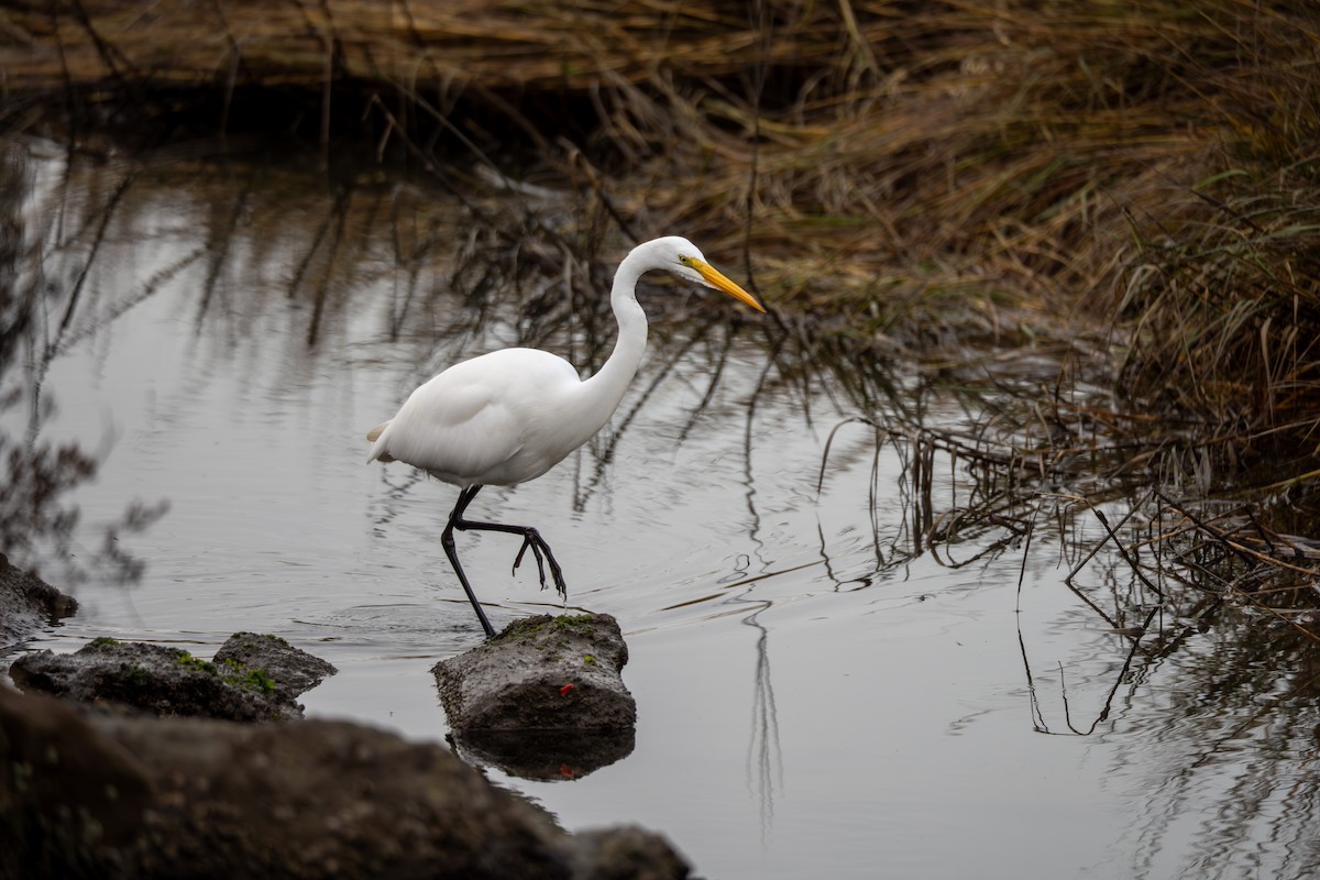 Koartza zuria - ML645088110