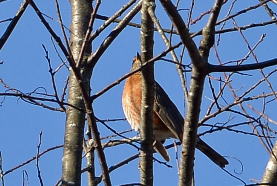 vandretrost - ML645088113