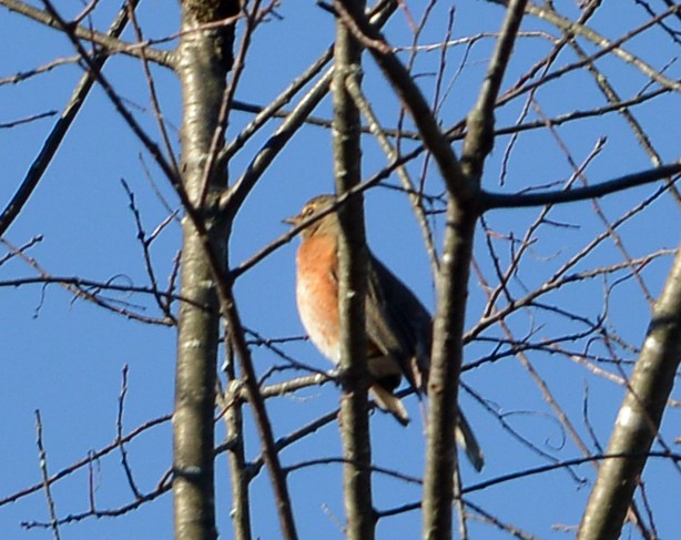 vandretrost - ML645088114