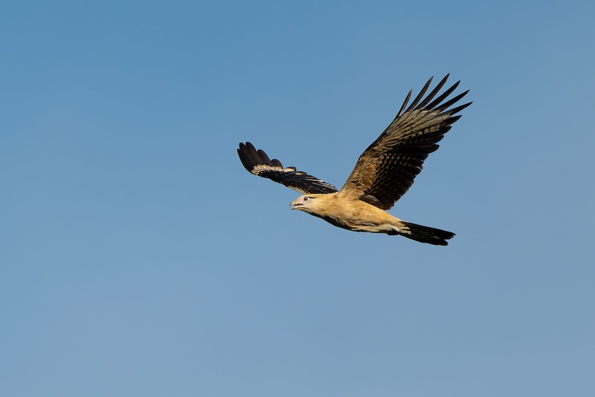 Yellow-headed Caracara - ML645088118
