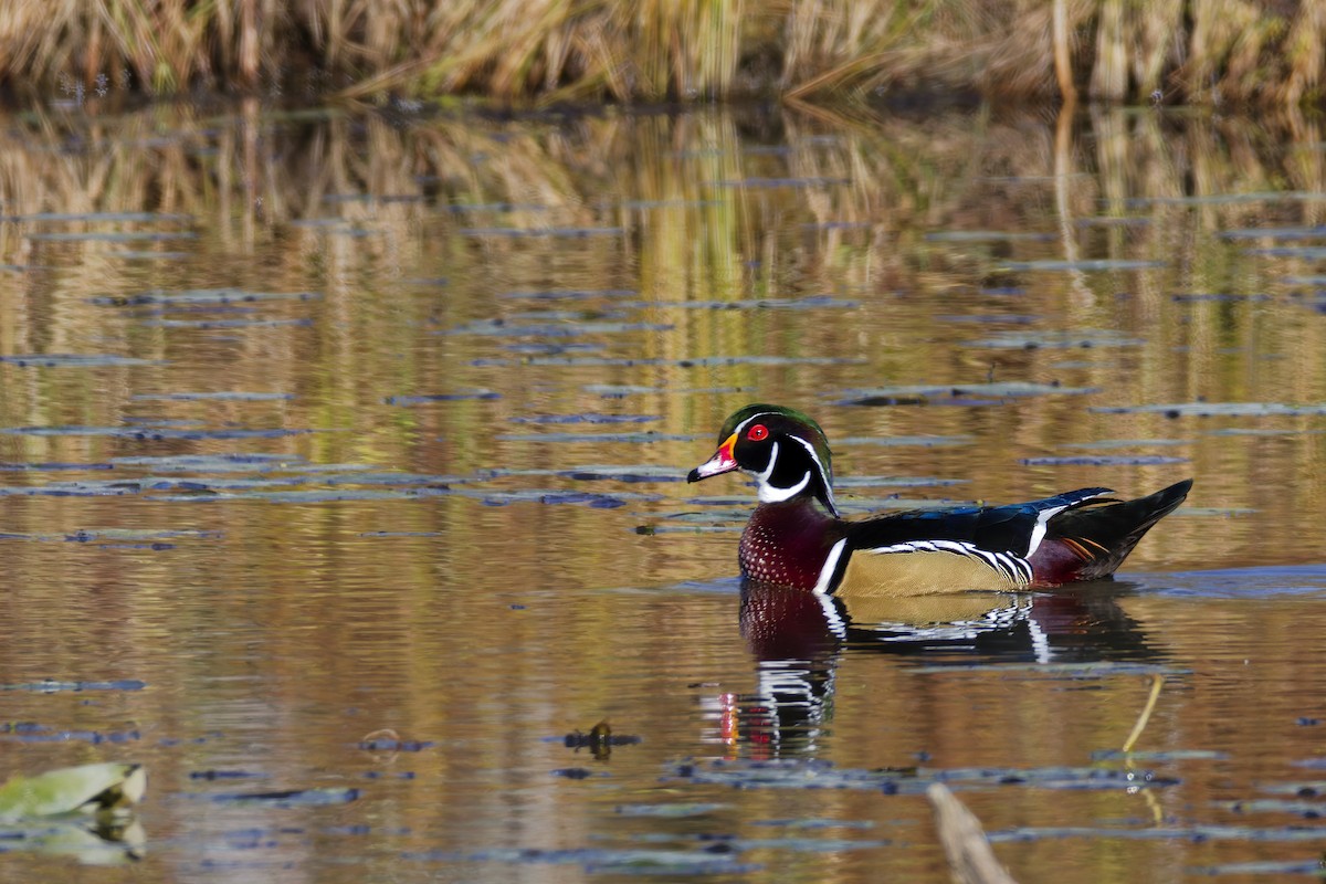 Wood Duck - ML645088120