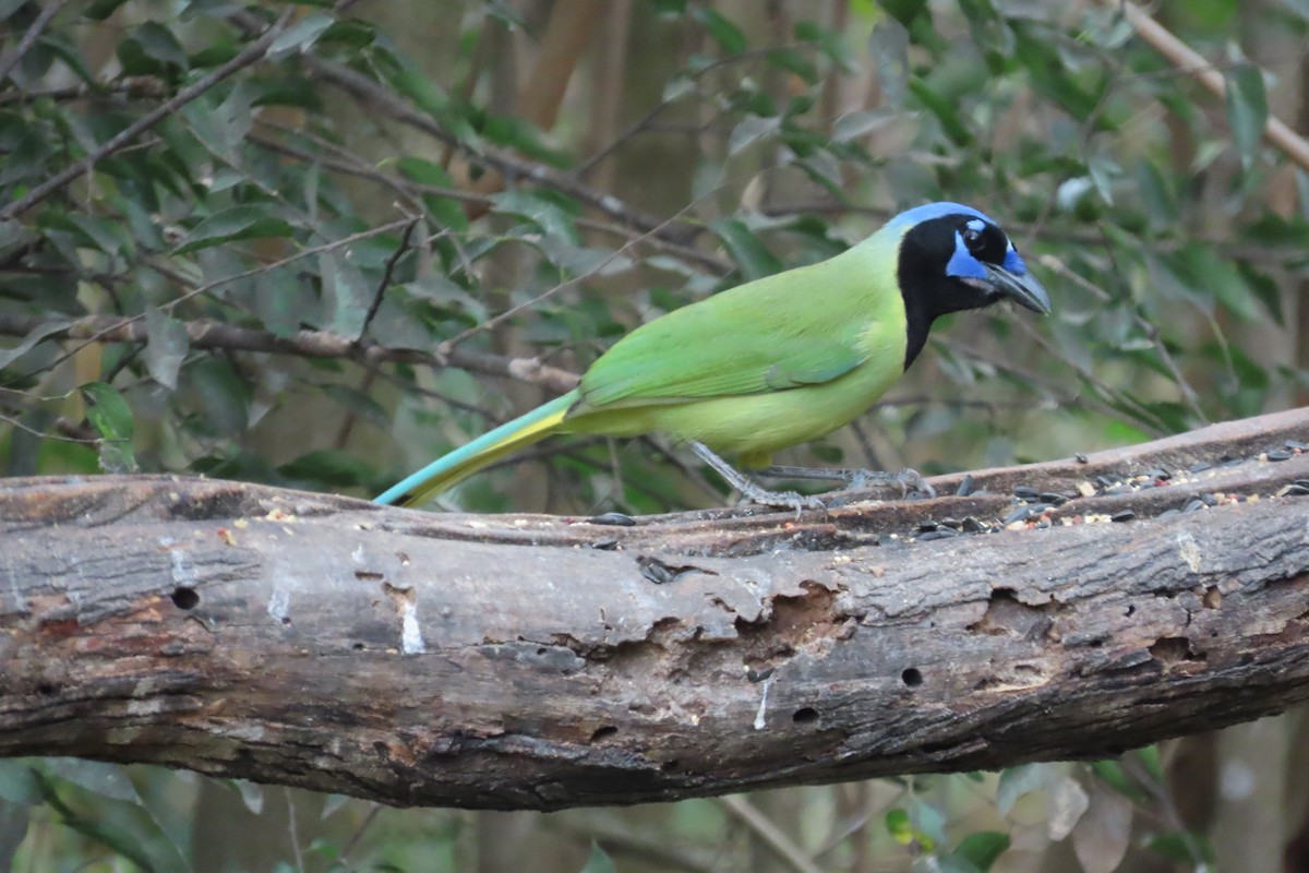 Green Jay - ML645088127