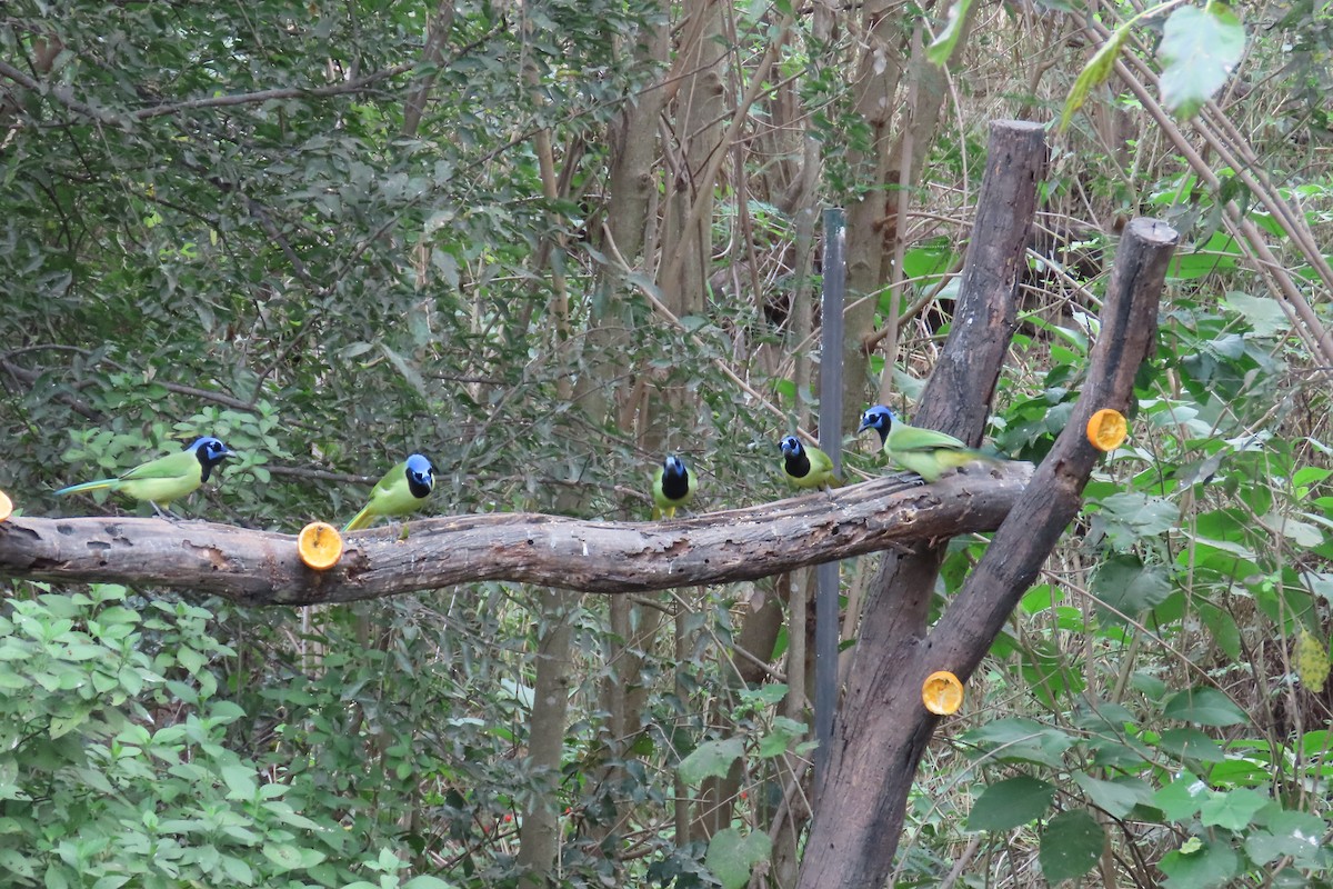 Green Jay - ML645088128