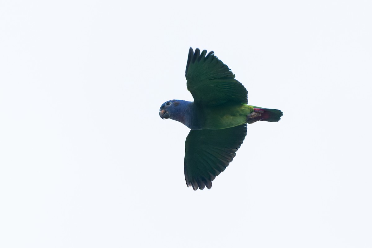 Blue-headed Parrot - ML645088129