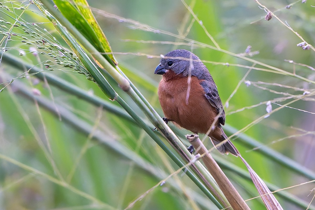 Ruddy-breasted Seedeater - ML645088134