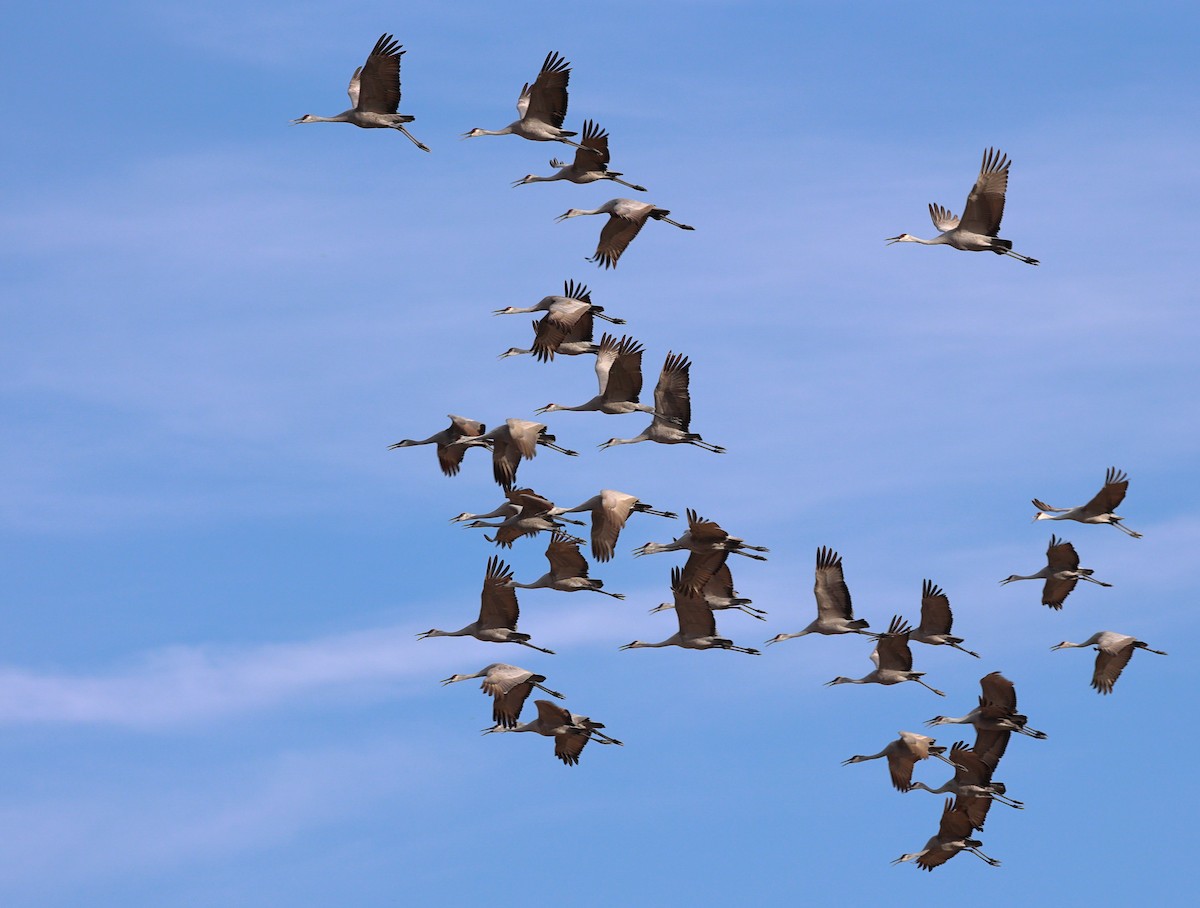 Sandhill Crane - ML645088136