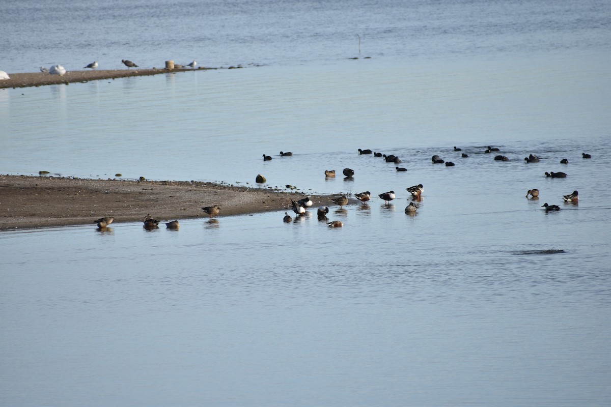 Mestolone - ML645088137