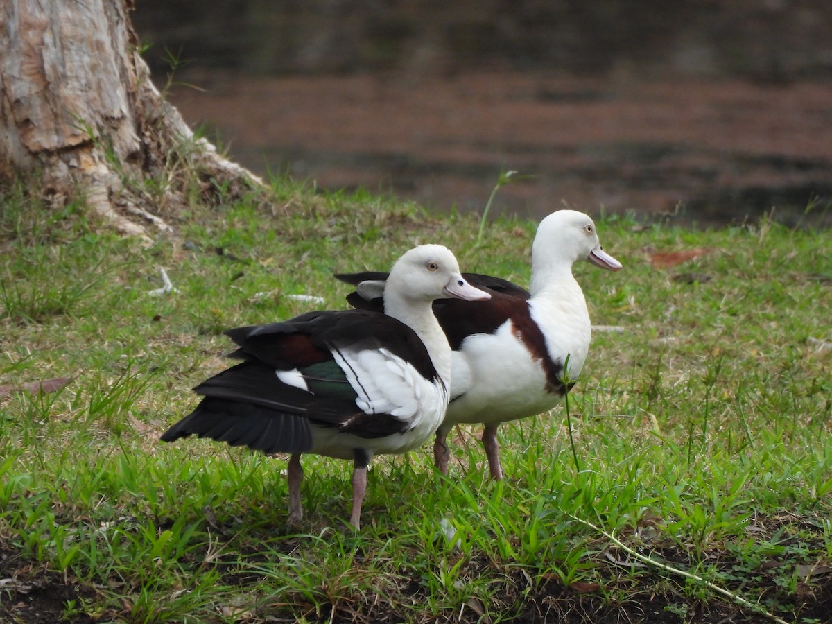 Radjah Shelduck - ML645088140