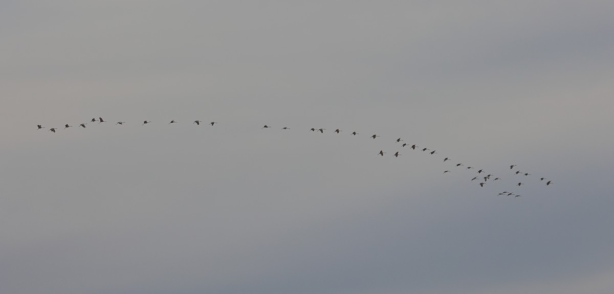 Sandhill Crane - ML645088155