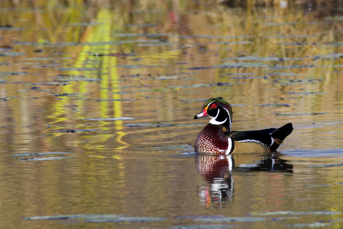 Wood Duck - ML645088165