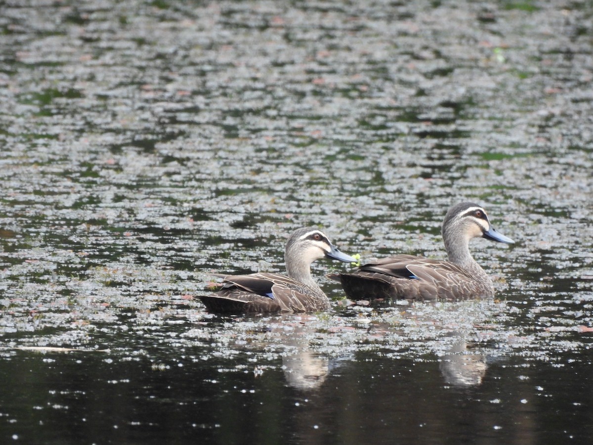 Pacific Black Duck - ML645088166