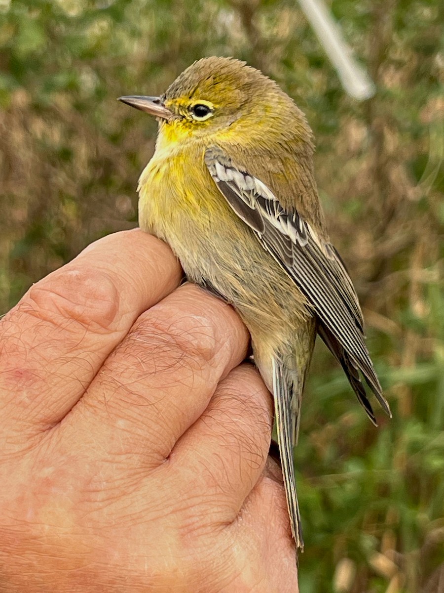 סבכון אורנים - ML645088171