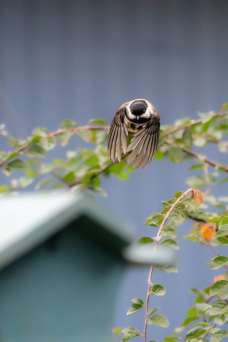 sýkora černohlavá - ML645088185