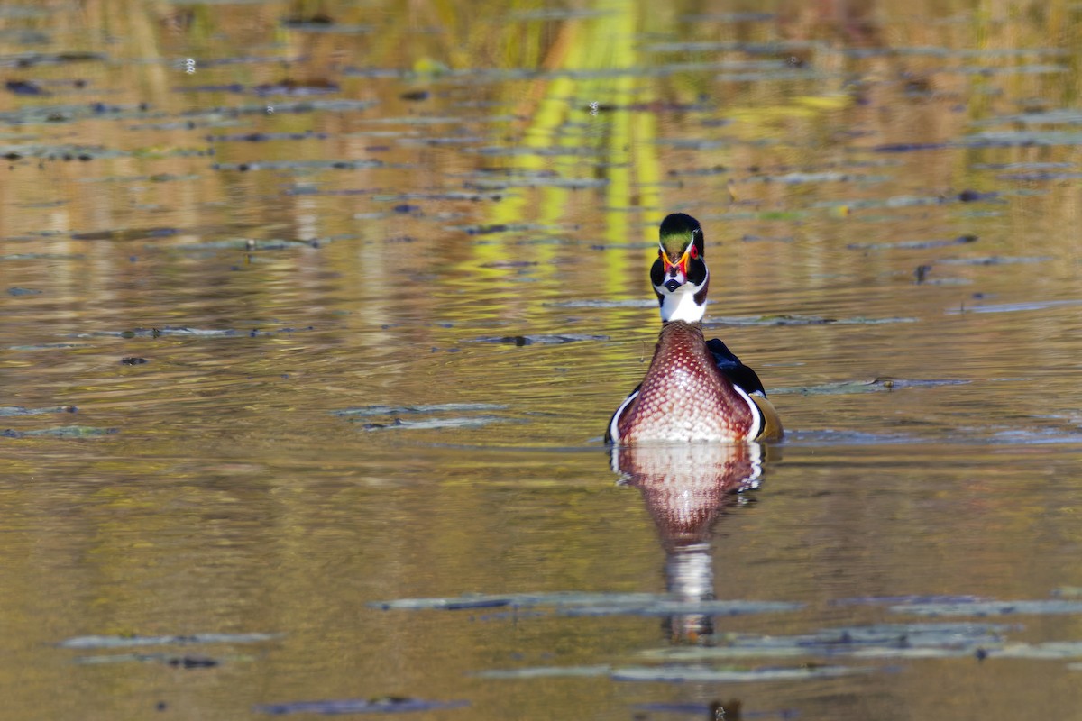 Wood Duck - ML645088186