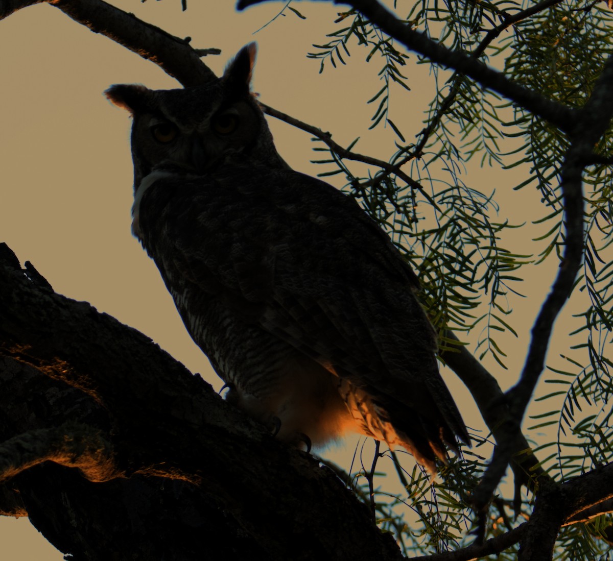 Great Horned Owl - ML645088187