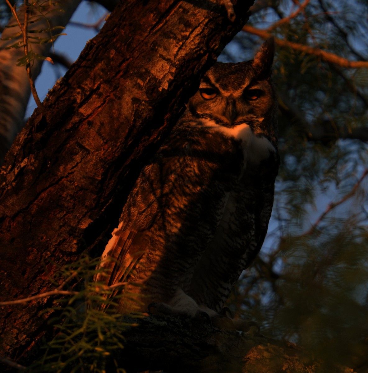Great Horned Owl - ML645088188