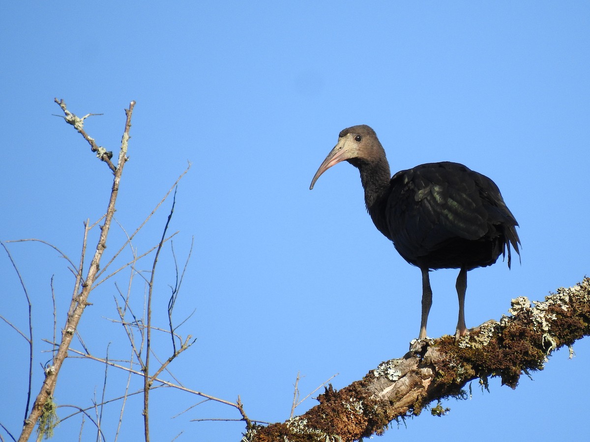 Ibis Afeitado - ML645088189