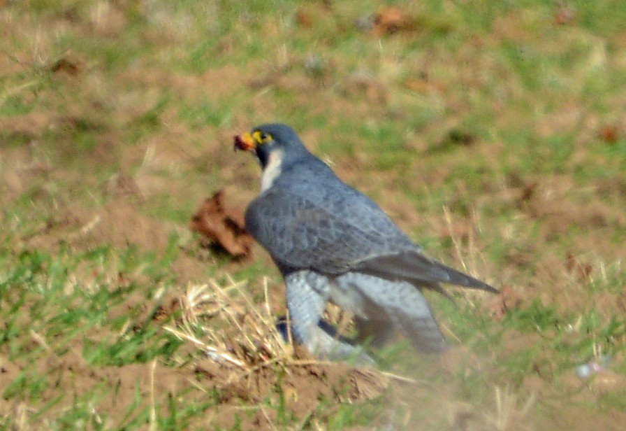 遊隼 - ML645088191