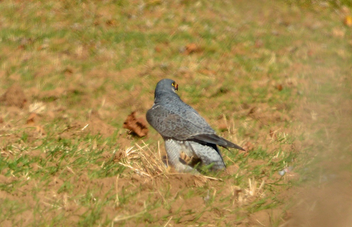 遊隼 - ML645088192