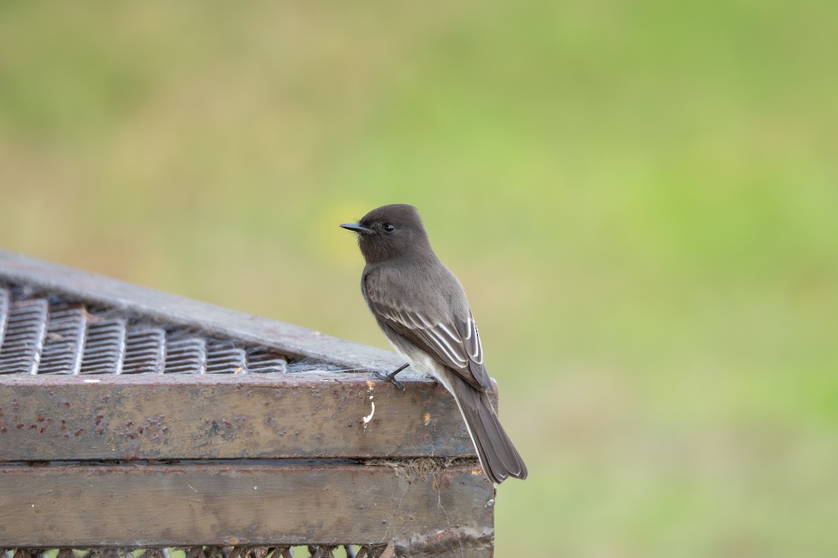 Black Phoebe - ML645088199