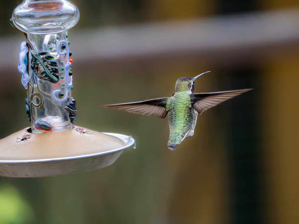 kalypta růžovohlavá - ML645088202