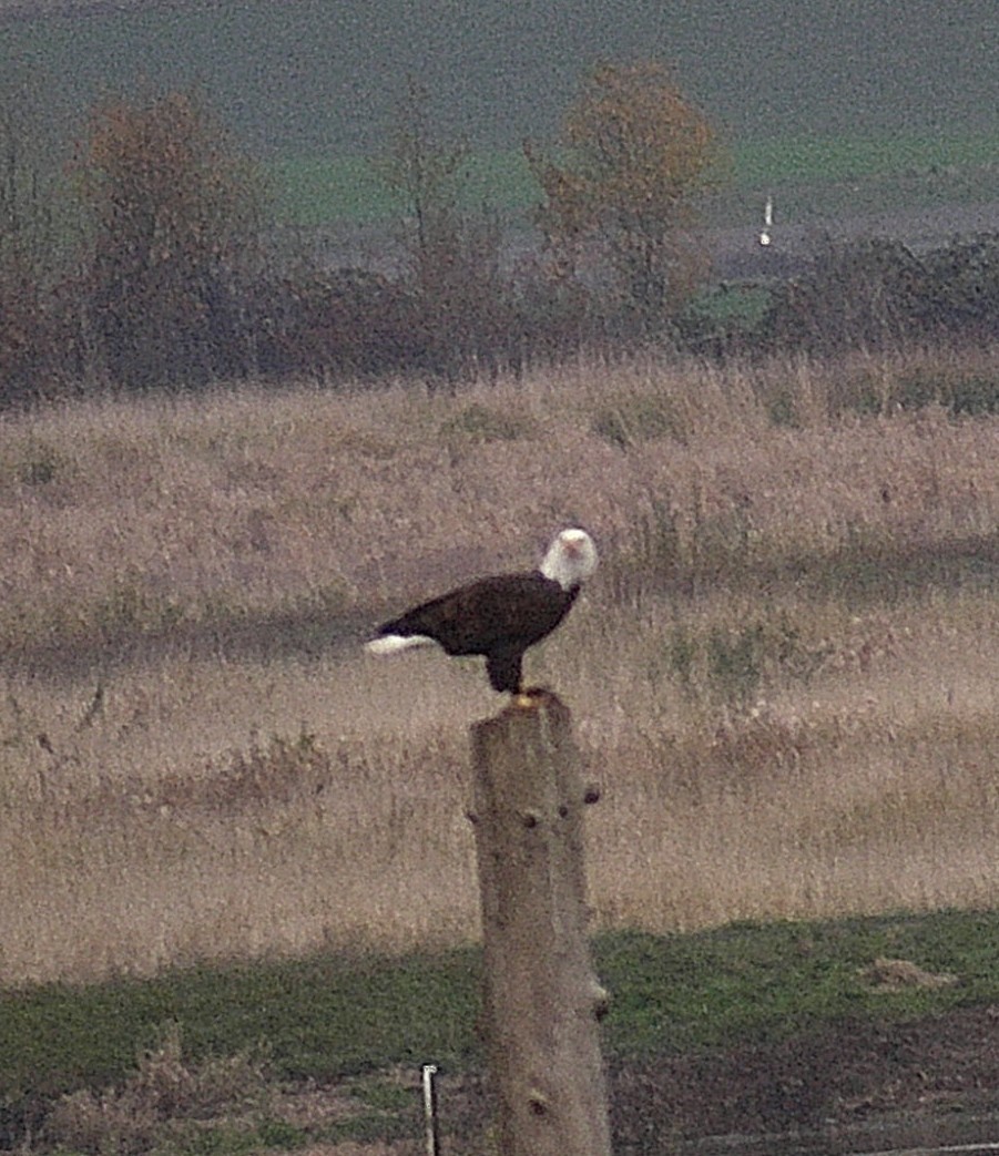Bald Eagle - ML645088207