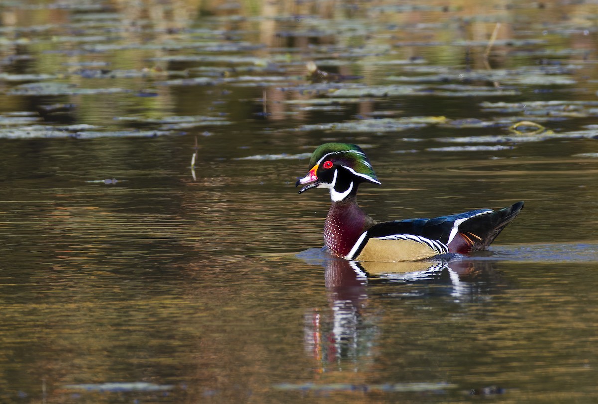 Wood Duck - ML645088208
