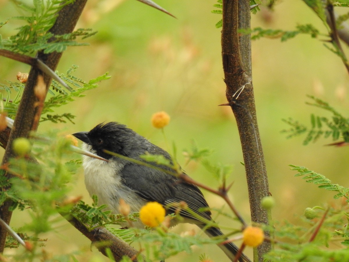 Black-capped Warbling Finch - ML645088223