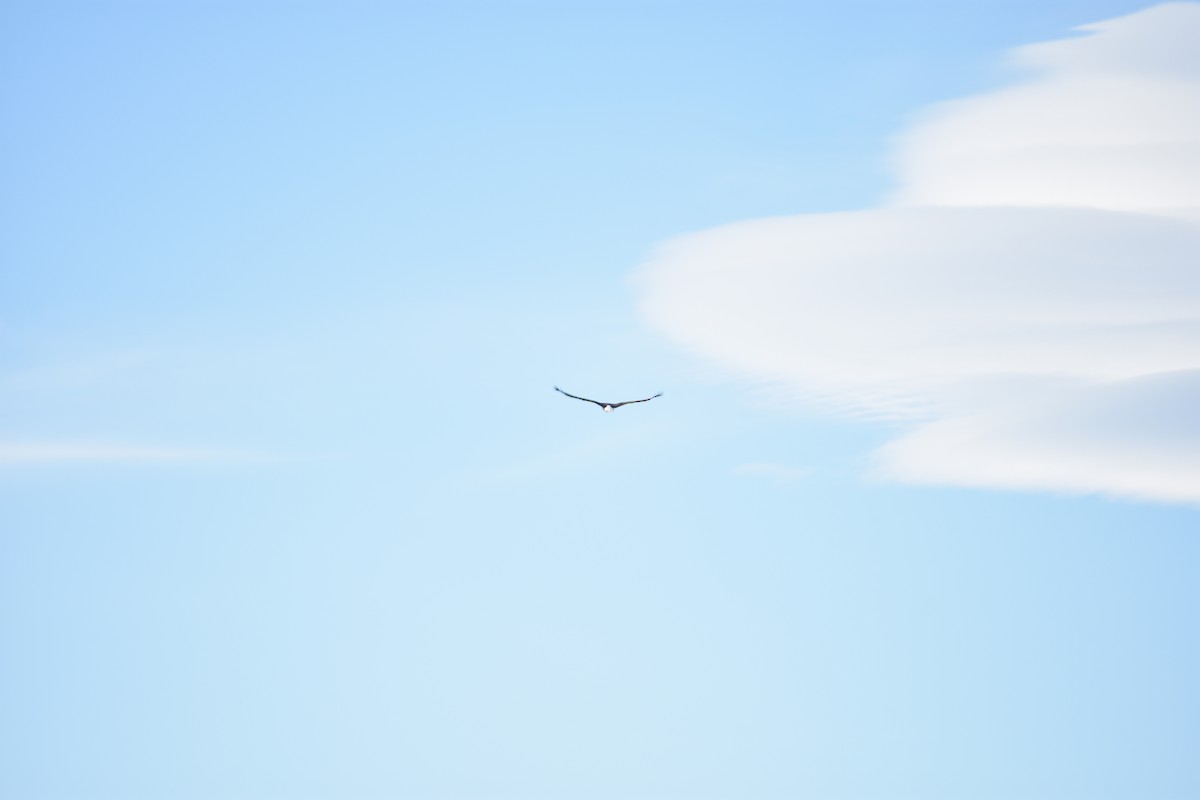 Bald Eagle - ML645088224