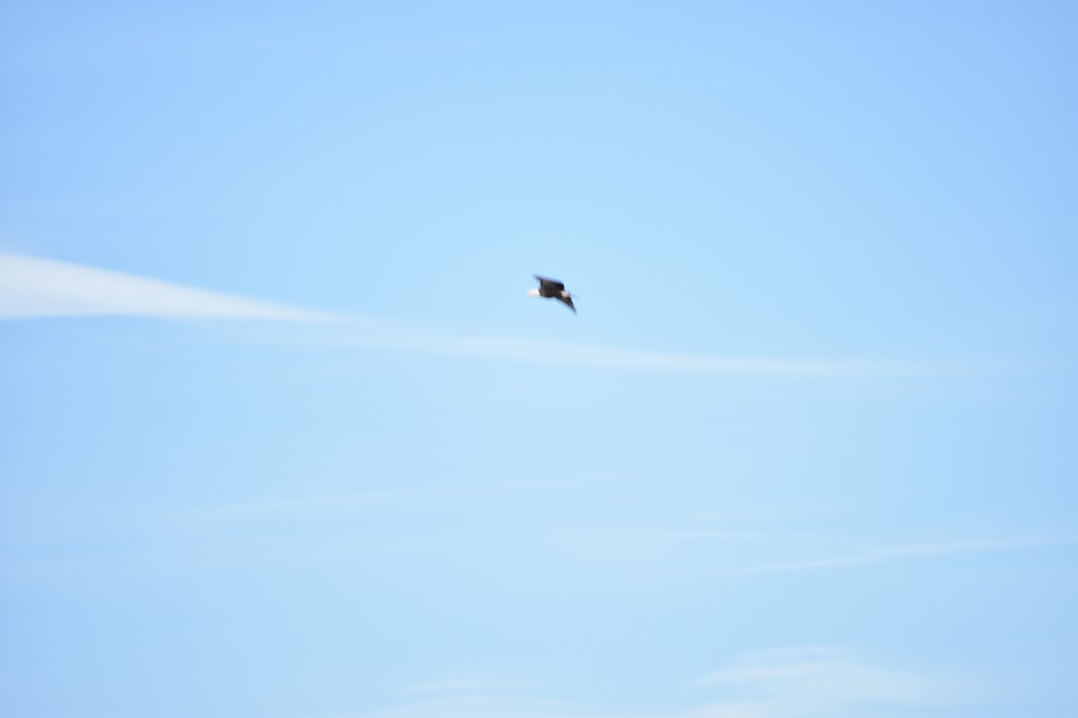 Bald Eagle - ML645088225