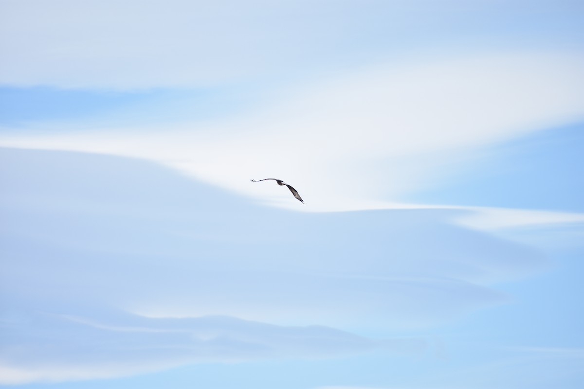 Bald Eagle - ML645088226