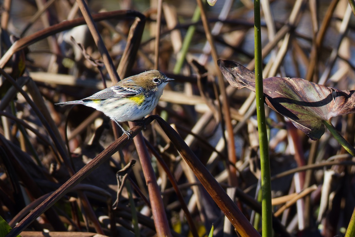 Yellow-rumped Warbler - ML645088227