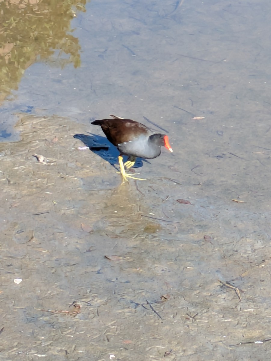 Amerika Sutavuğu - ML645088229