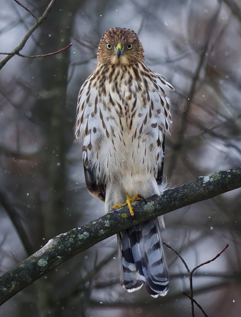 Cooper's Hawk - ML645088230