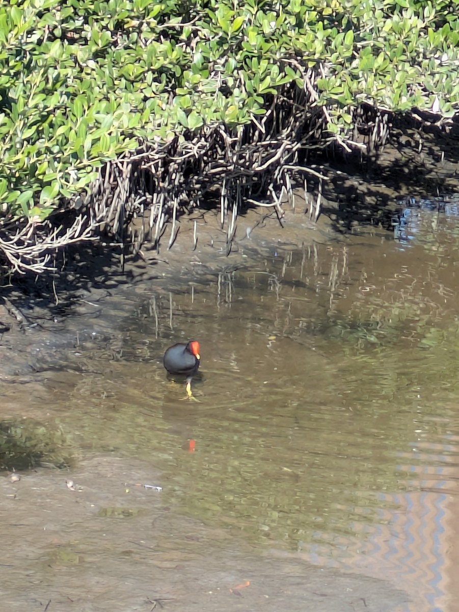 Amerika Sutavuğu - ML645088234