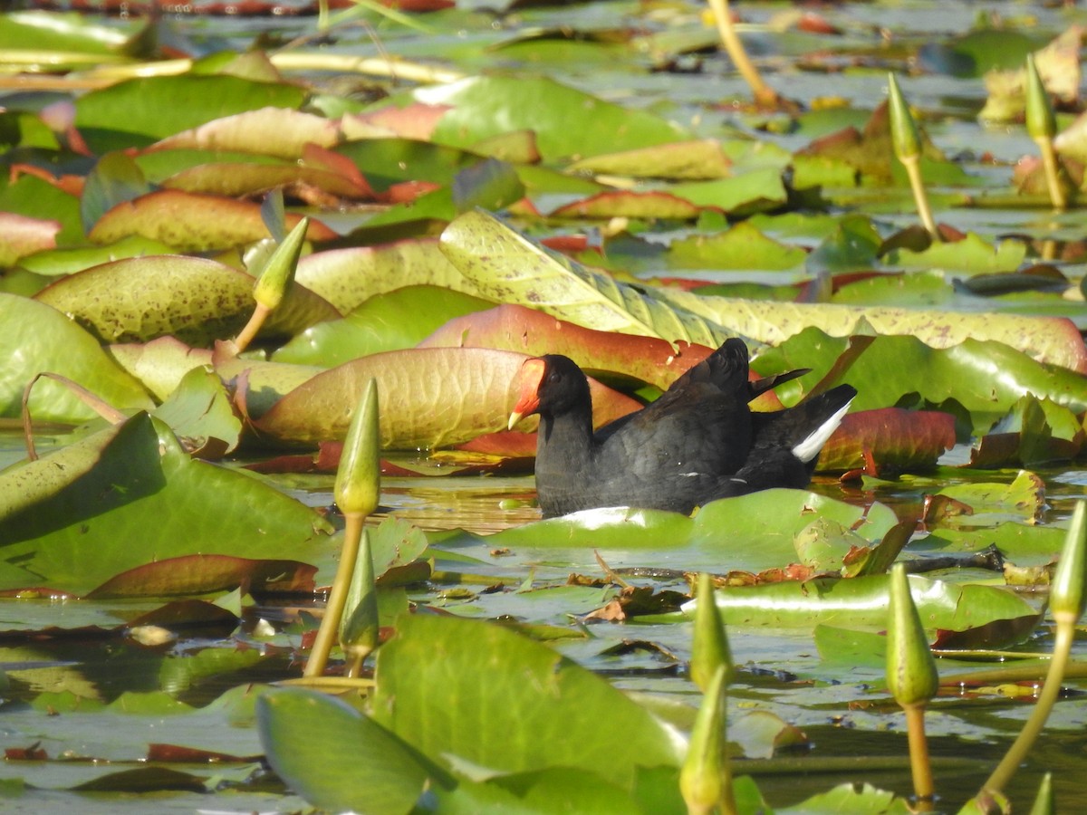 Amerika Sutavuğu - ML645088235