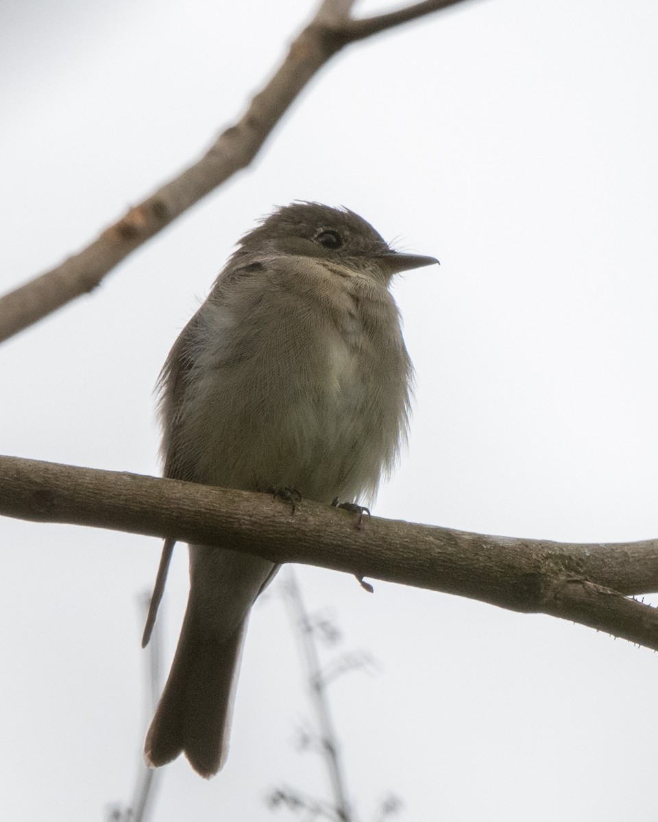 pewee sp. (Contopus sp.) - ML645088241