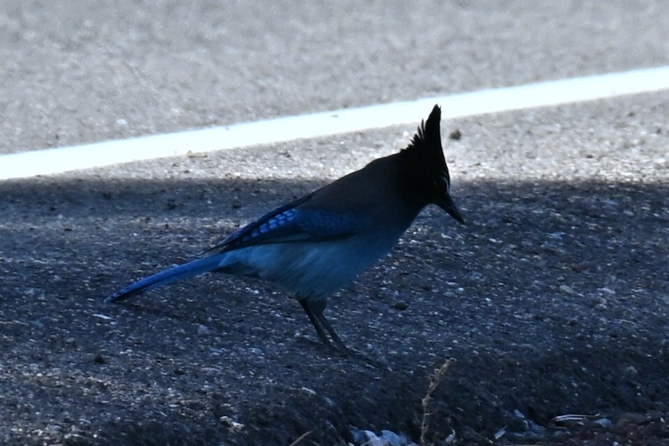 Стеллерова сойка - ML645088244