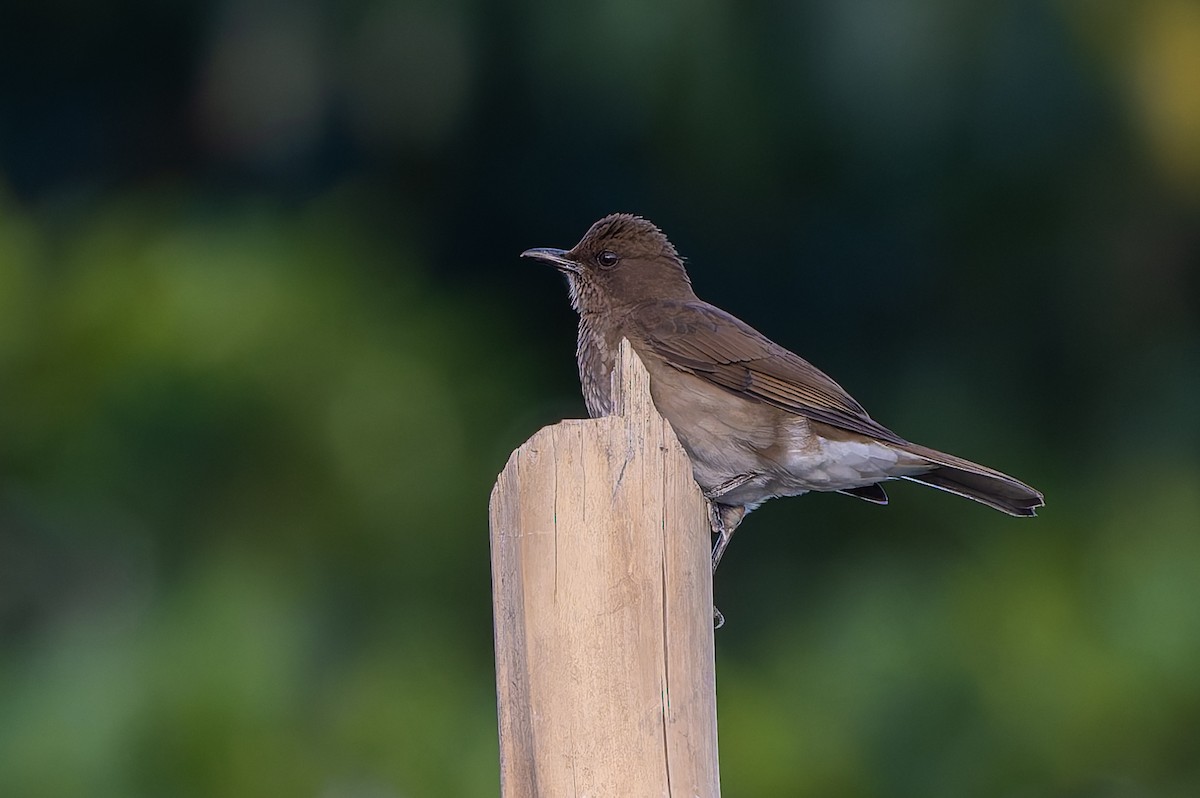 Black-billed Thrush - ML645088254