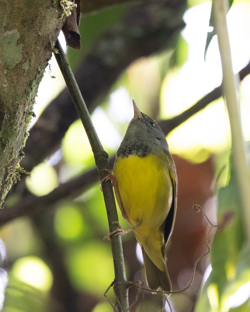 Mourning Warbler - ML645088259