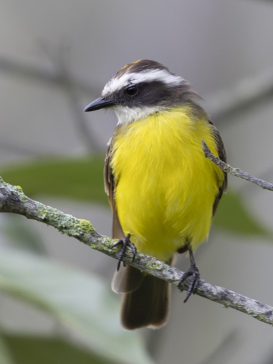 Sosyal Tiran - ML645088260